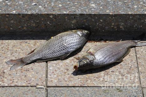 Why do fish die when taken out of the water