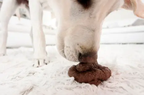 Why-do-dogs-eat-poop.jpg