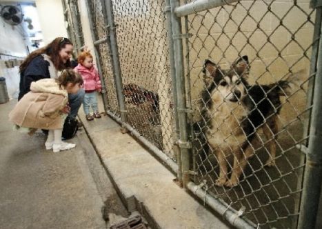 Why do we need animal shelters - Why DoWhy Do