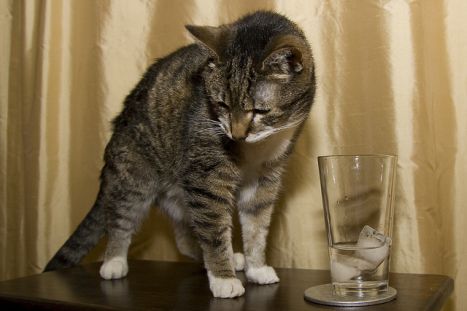 Why do cats hate water