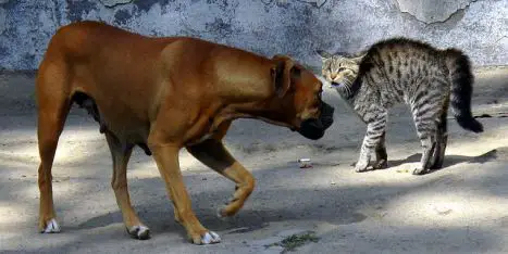 Why do dogs hate cats