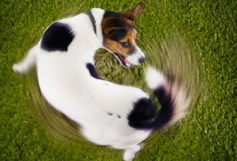 Why do dogs chase their tails