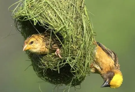 Why do birds build nest