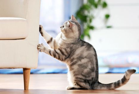 Why do cats scratch furniture