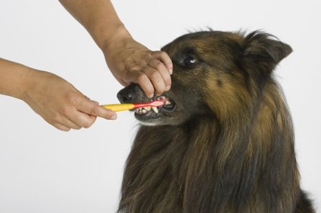 Why do dogs have bad breath