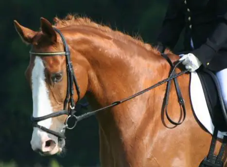 Why do horses wear nose bands