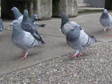 Why do pigeons bob their heads when they walk