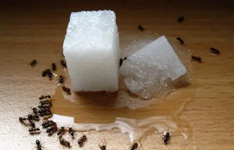 Why do ants like sugar