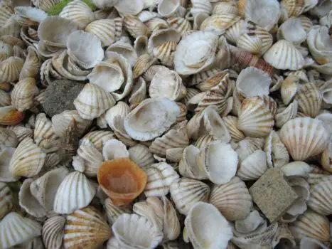 Why Do Seashells Sound Like the Ocean