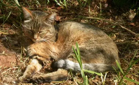 Why Do Cats Sleep in the Sun