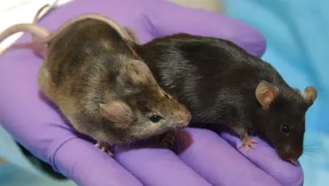 Why Do We Use Mice to Study Human Diseases