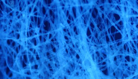 Why Do Alveoli Contain Elastic Fibers