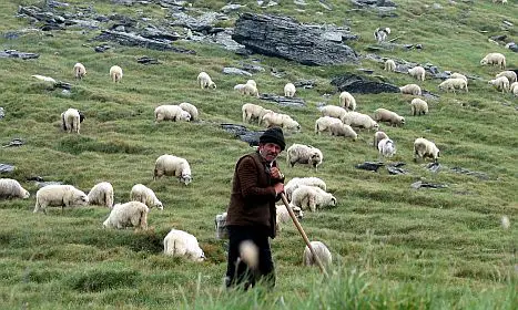 Why Do Sheep Need A Shepherd