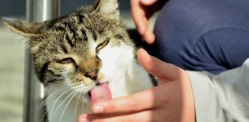 Why Do Cats Lick Their Owners