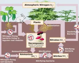 Why Do Plants Absorb Nitrogen through Their Roots