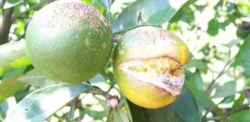 Why Do Lemons Keep Splitting on Trees