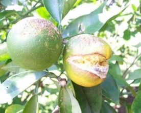 Why Do Lemons Keep Splitting on Trees