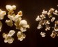 Why Do Popcorns Pop