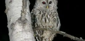 Why do Owls See at Night
