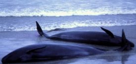 Why Do Whales Beach Themselves