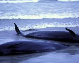 Why Do Whales Beach Themselves